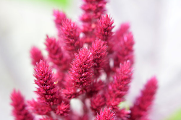 gomphrena