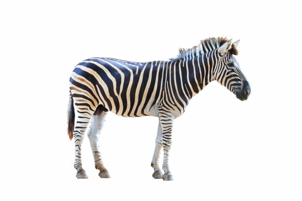 zebra