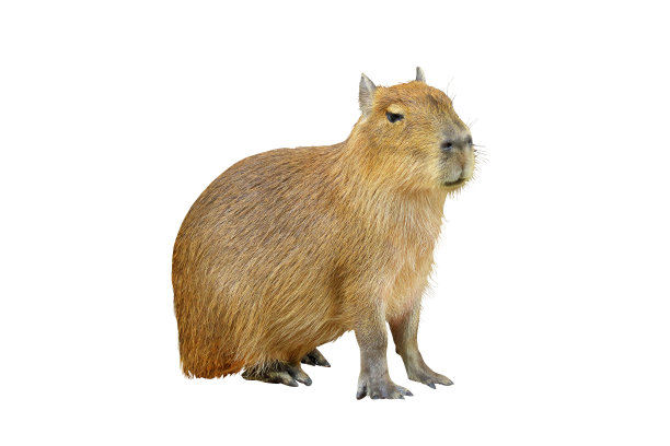 capybara