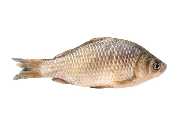 carassius