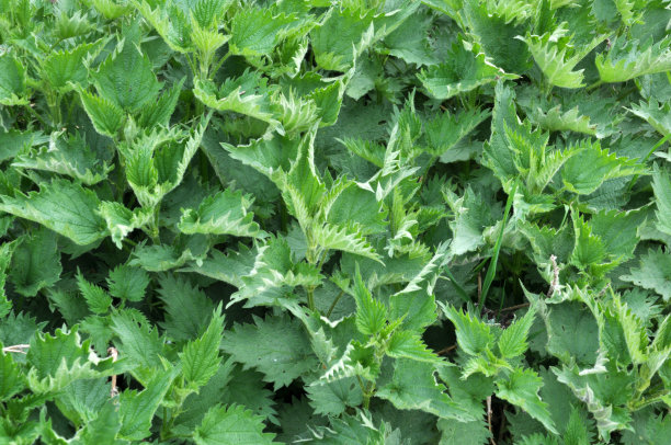 nettles