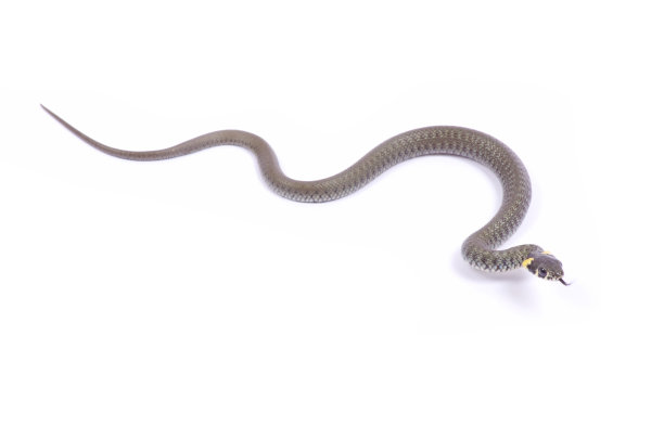 snake