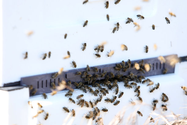 beekeeper