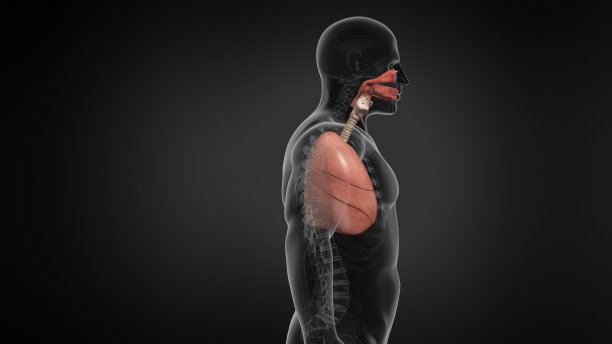 thymus