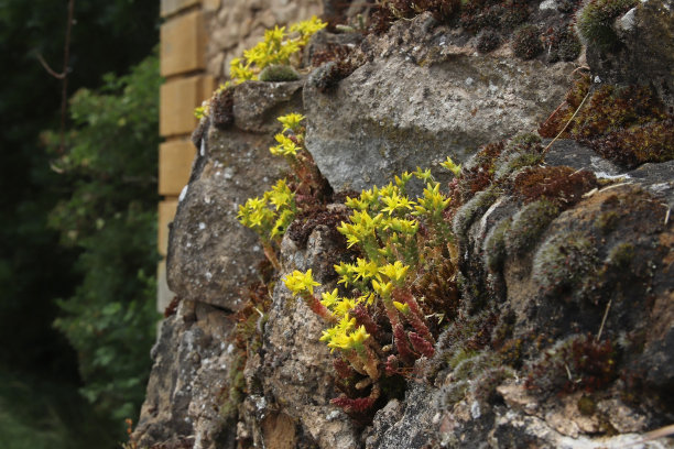 sedum