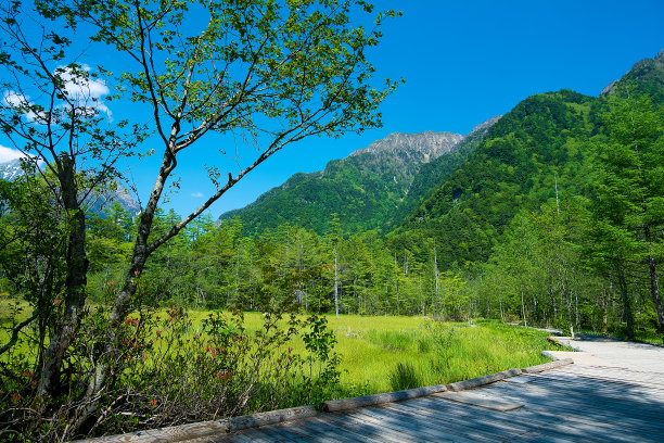 户外蓝天白云草地树林图片