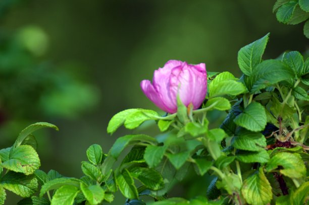 rugosa