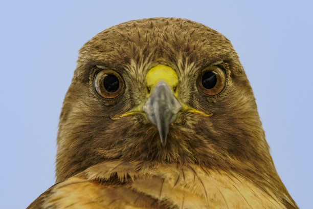 stare