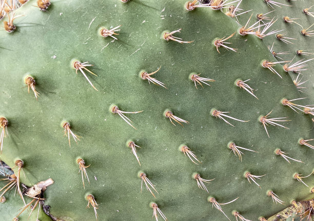saguaro