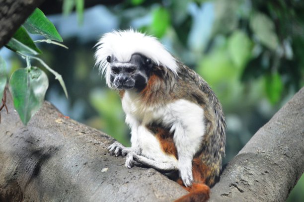 saguinus