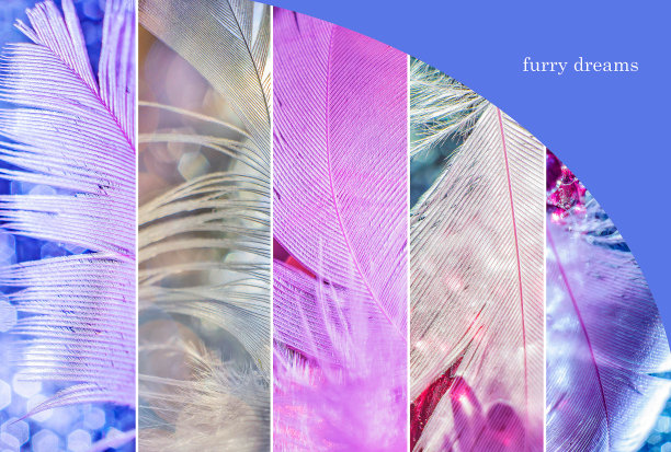 plumage