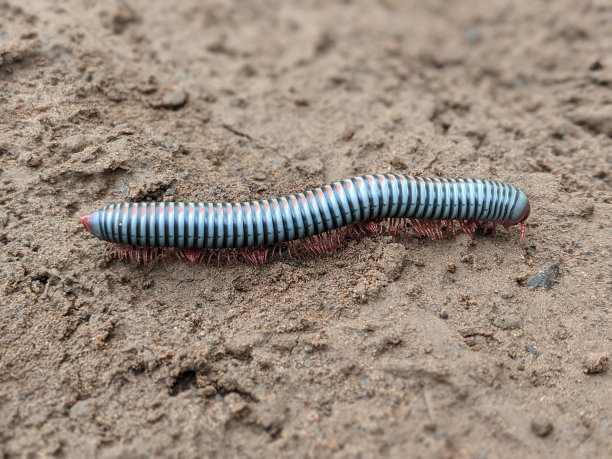 millipede