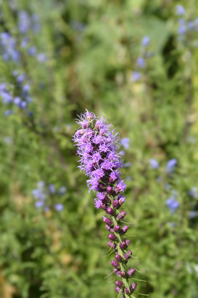 liatris