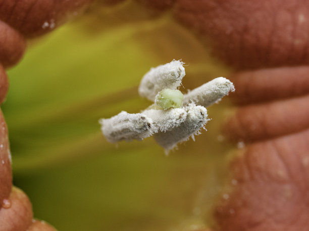 pollination