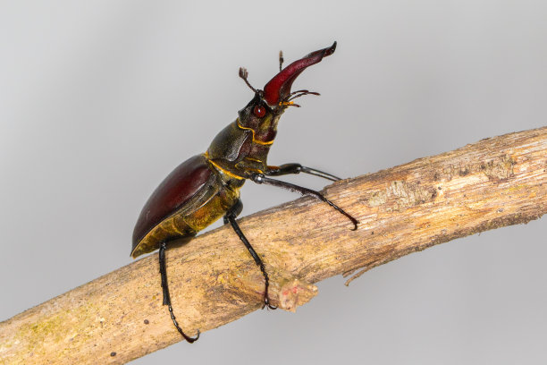 lucanus