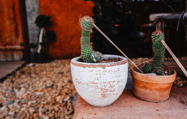 cholla