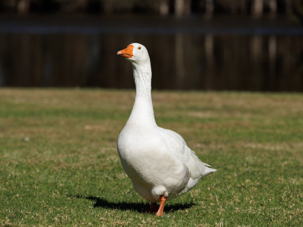 goose