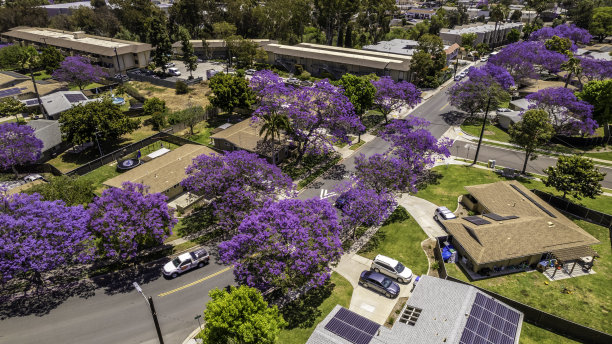 jacaranda