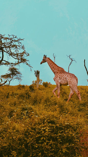 safari