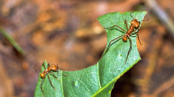 arthropod