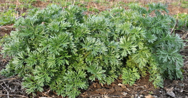 wormwood