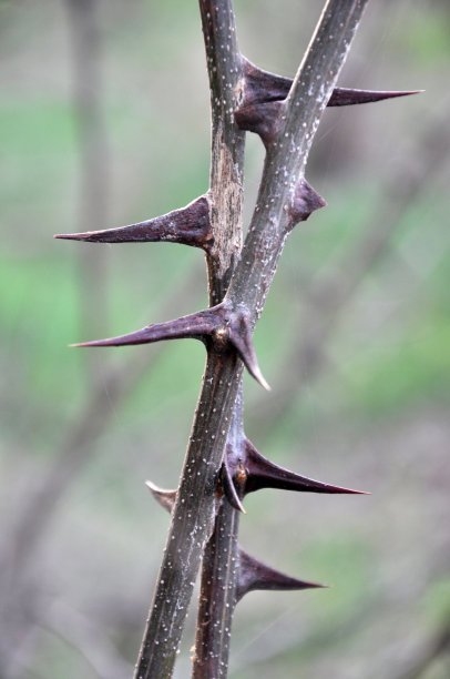 prickly