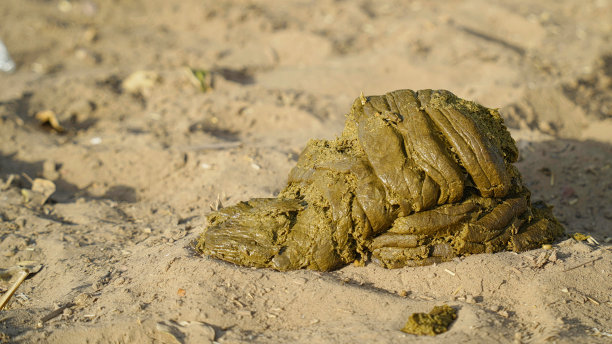 poo