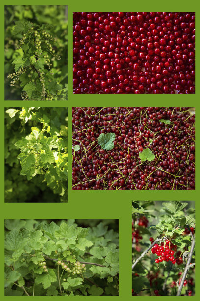 redcurrant