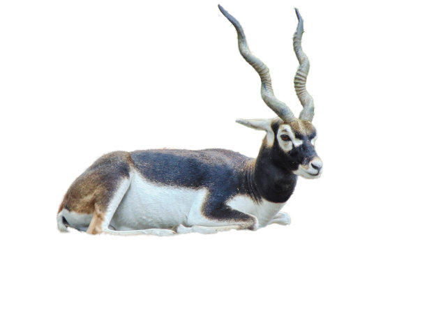 antelope