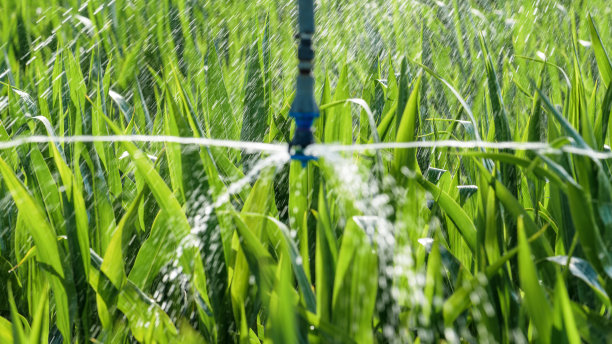 irrigation