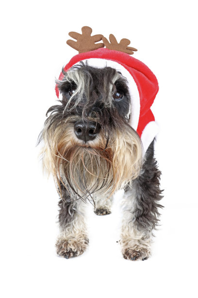 schnauzer