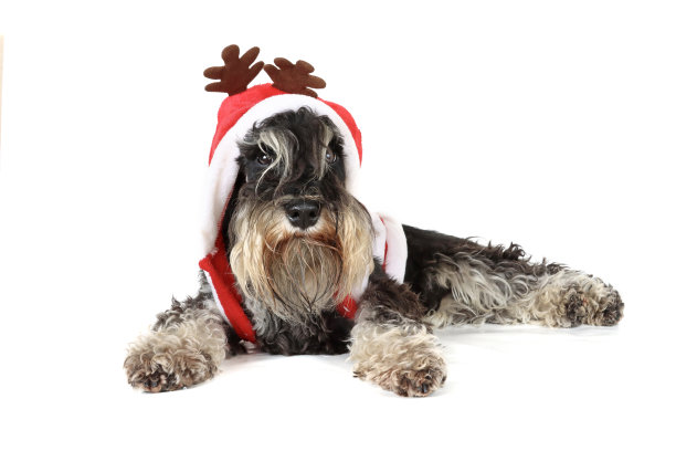 schnauzer