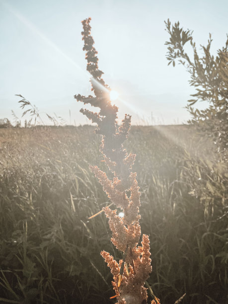 epilobium