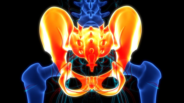 hip