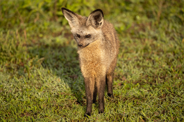 otocyon