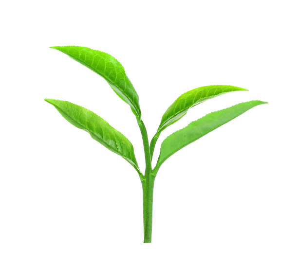 茶