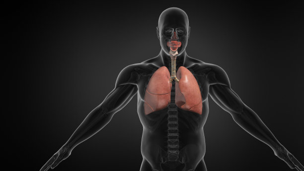 thymus