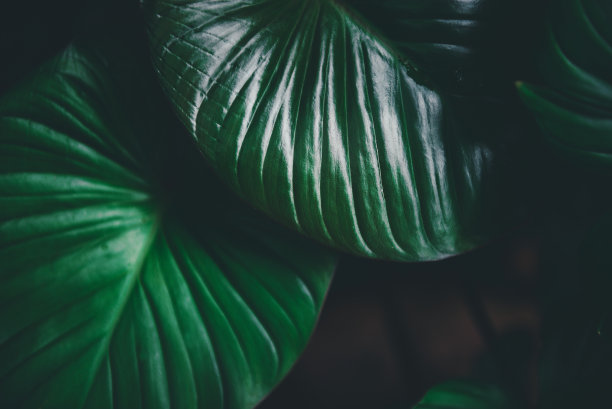 botany