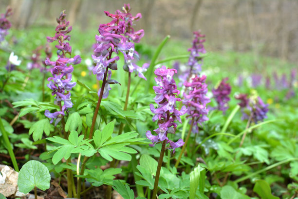 corydalis