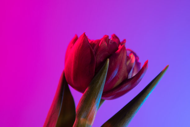 紫色渐变会议背景