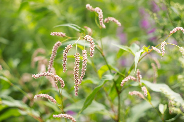 polygonum