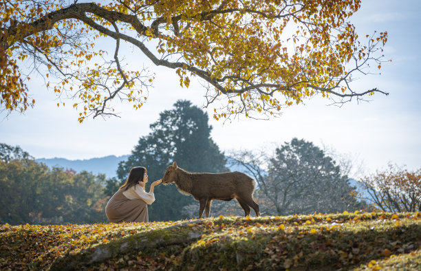 deer