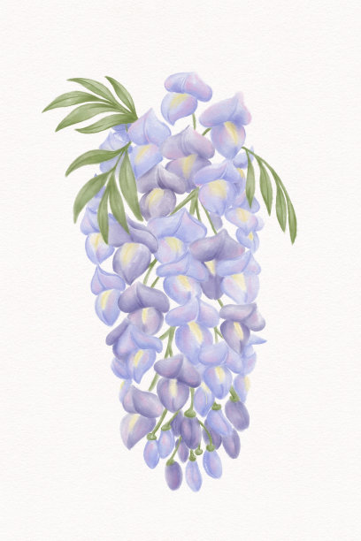 hyacinth