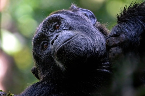 ape