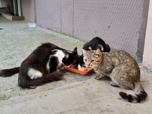 stray