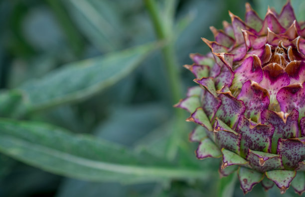 artichoke