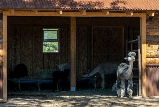 llama