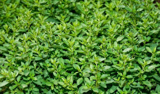 oregano