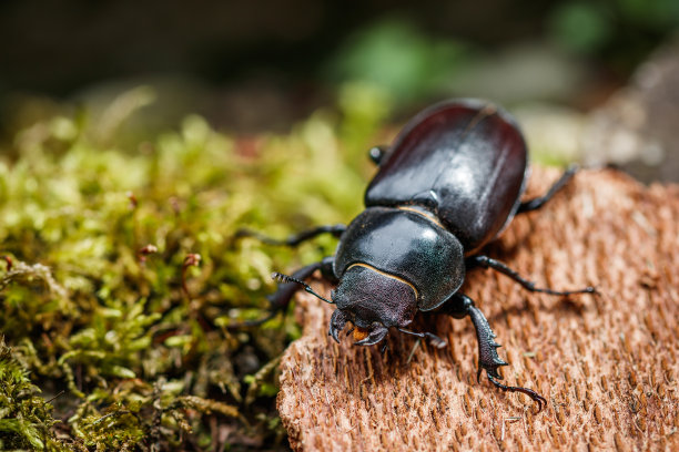 arthropod