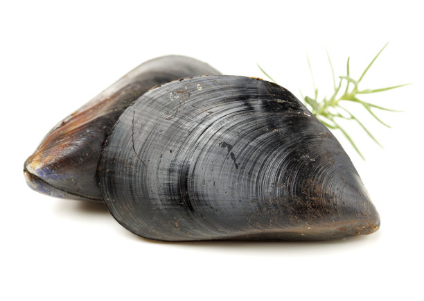 mussels